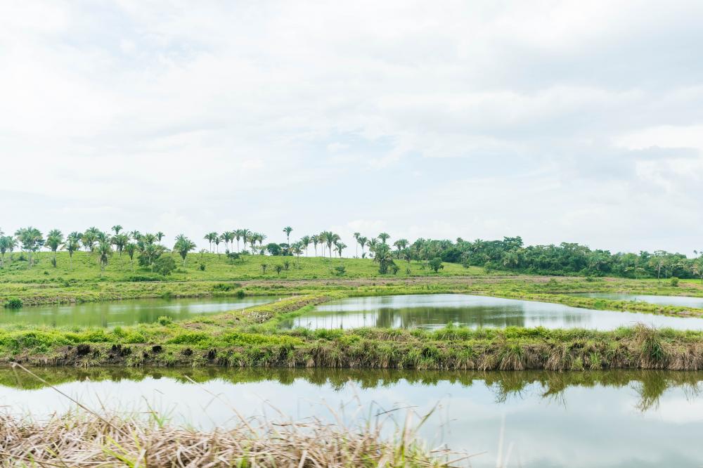 Piscicultura no Bico do Papagaio recebe visita técnica da Adapec