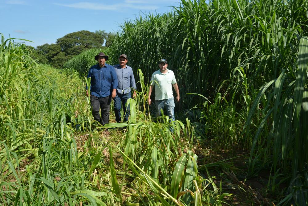 Com integração lavoura – Pecuária, produtor reforma pastagem e estima colher 850 toneladas de silagem