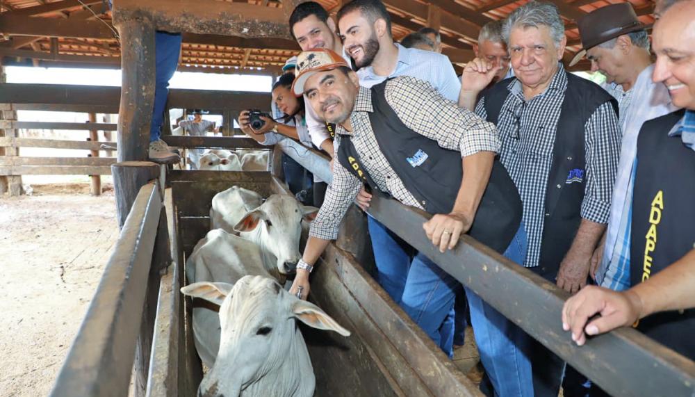 Última etapa de vacinação contra aftosa no Tocantins