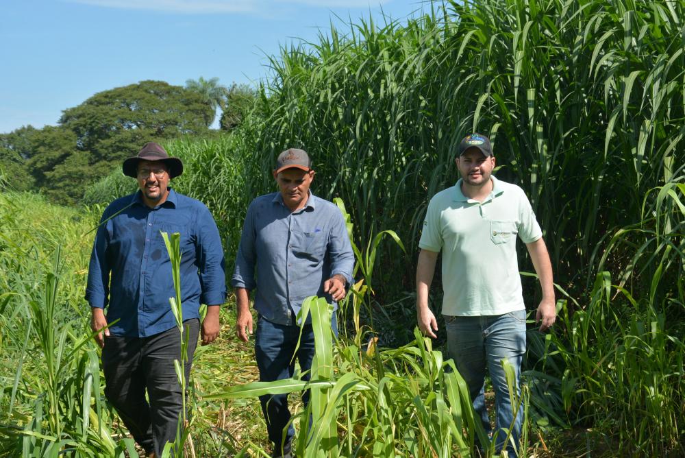 Dia de Campo apresentará resultados na integração lavoura-pecuária
