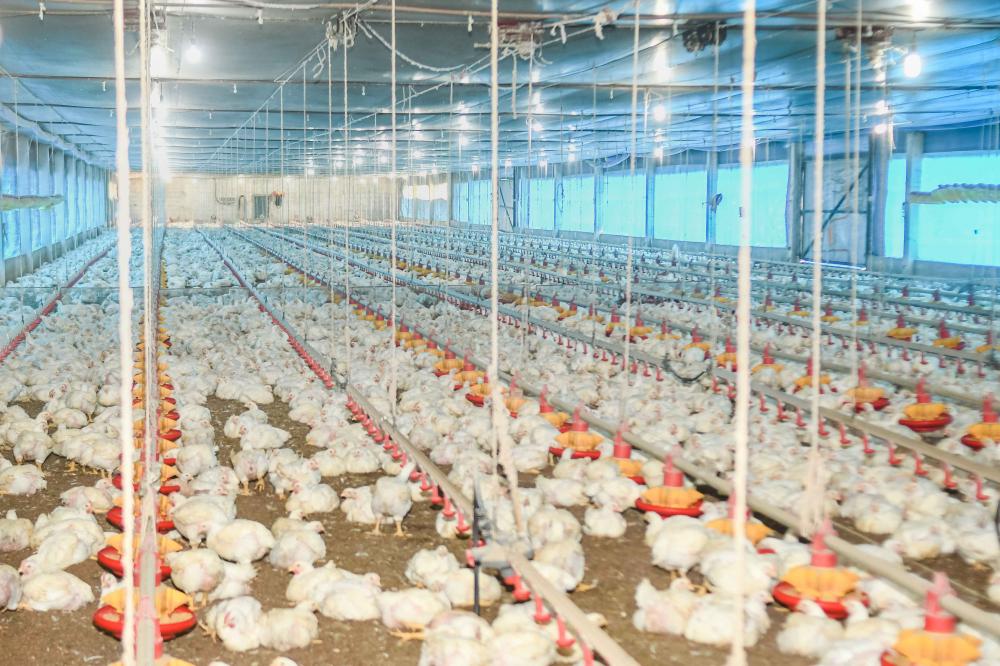 Ministério da Agricultura suspende por 90 dias eventos com aglomerações de aves