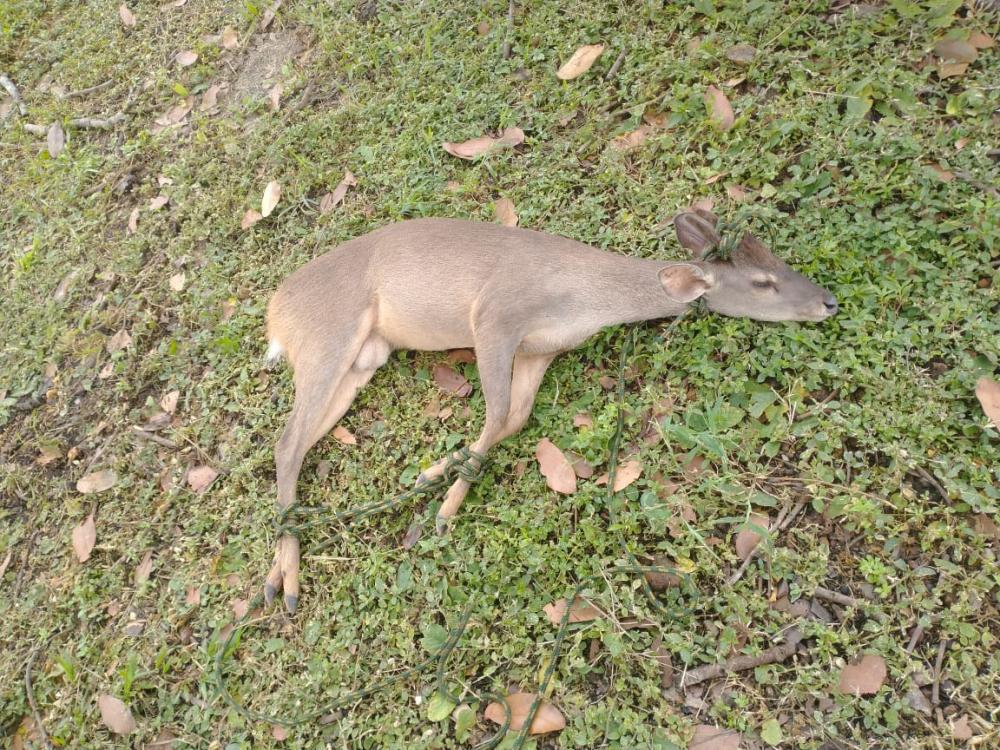Guarda Metropolitana resgata animal na capital