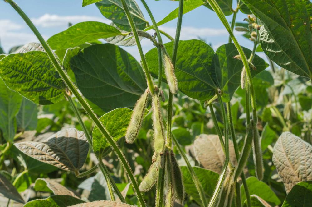 Janela de plantio de soja semente nas Planícies Tropicais está liberada a partir de 20 de abril