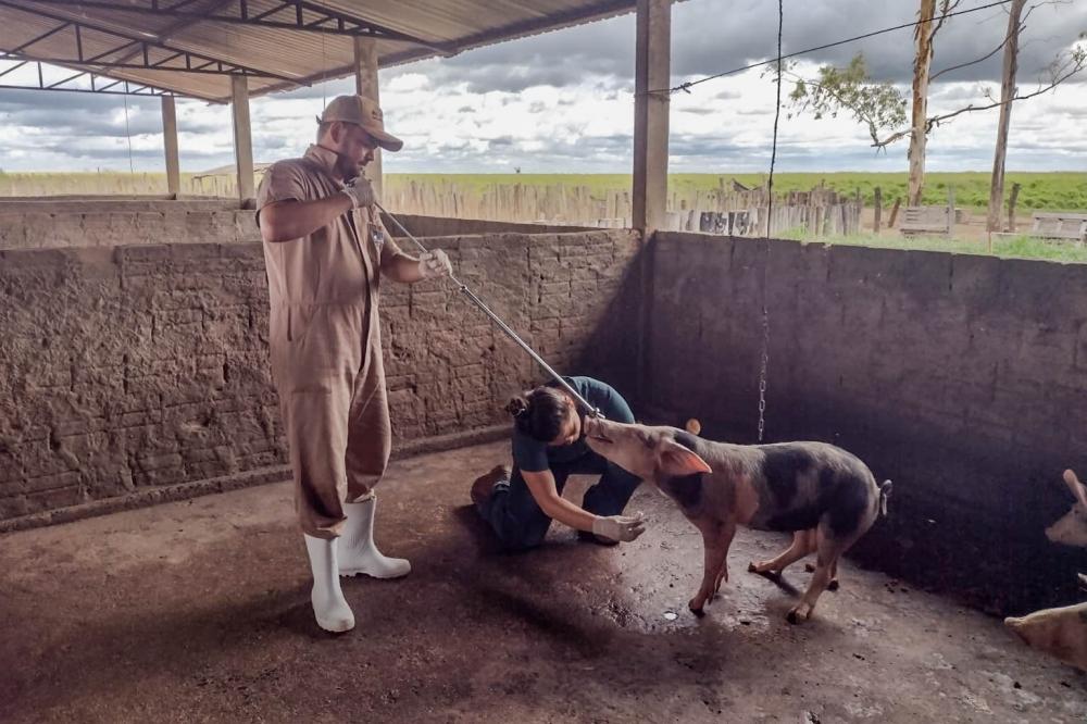 Para manter o status de livre da PSC, Tocantins realiza vigilância sorológica e clínica de suínos em propriedades rurais