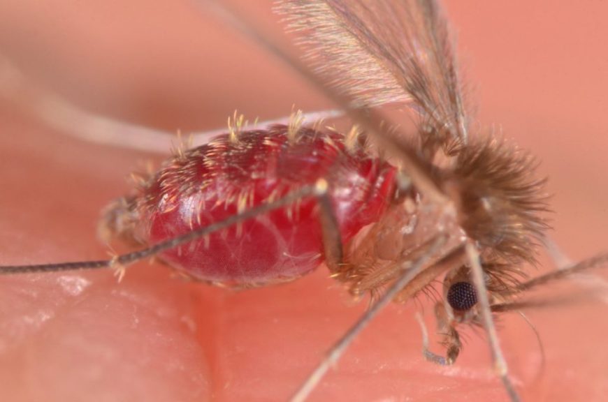 Tocantins registrou este ano 74 casos de Leishmaniose Visceral, com três óbitos 