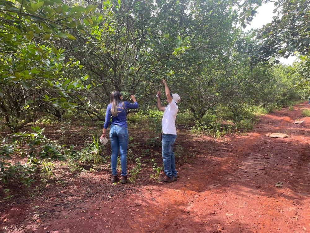Adapec realiza monitoramento de pragas quarentenárias em unidades de produção de fruticultura 