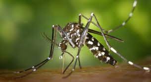 Números de casos de dengue continuam em alta na capital