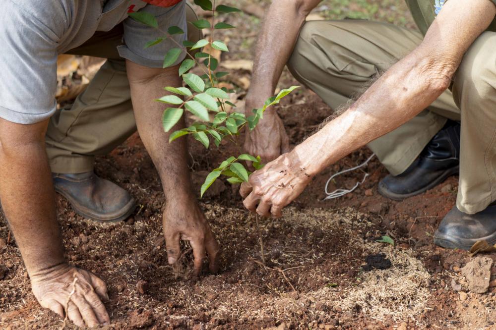 Palmas recebe condecoração internacional por enfrentamento à crise climática