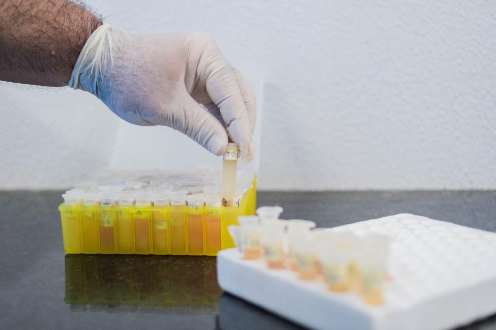 Estudo sorológico e clínico em suínos realizou coleta em mais de 60% das propriedades