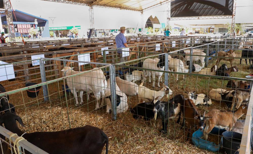 Pavilhão da Pecuária é destaque no primeiro dia da Agrotins 2023