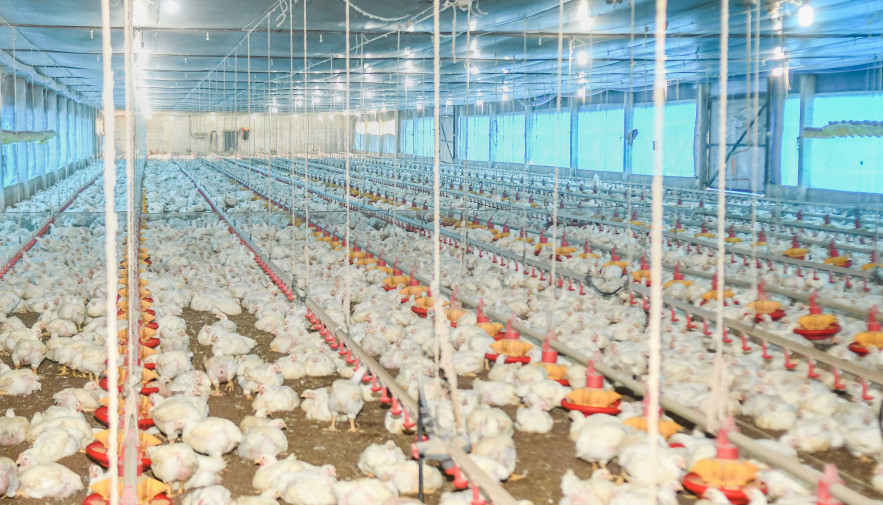 Gripe aviária leva Brasil a decretar emergência zoossanitária