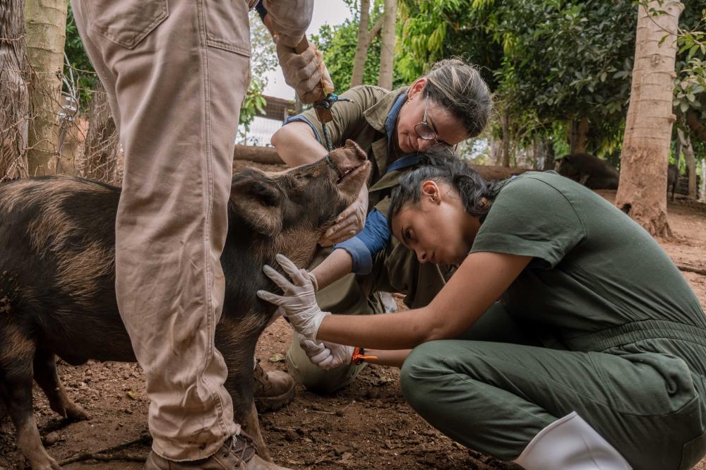  Adapec conclui ciclo de vigilância sorológica e clínica de suínos em propriedades rurais no Tocantins