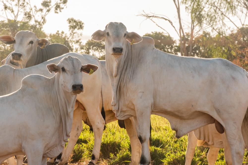 Tocantins alcança índice de 92,90% de propriedades declaradas na campanha de informações pecuárias