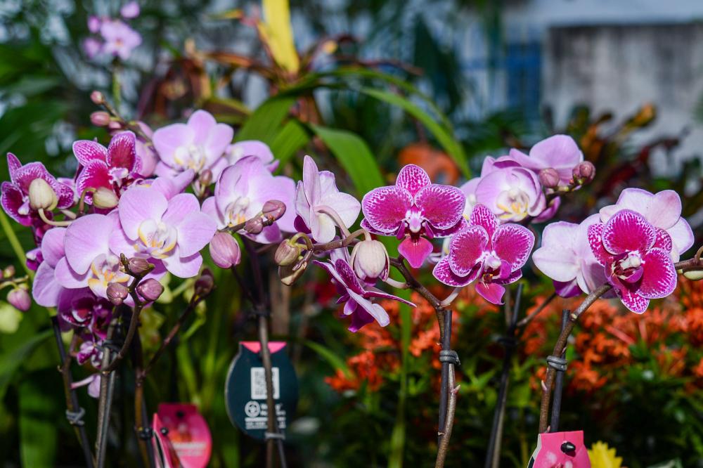 Taquaruçu terá programação especial com Feira Jardim Encantado