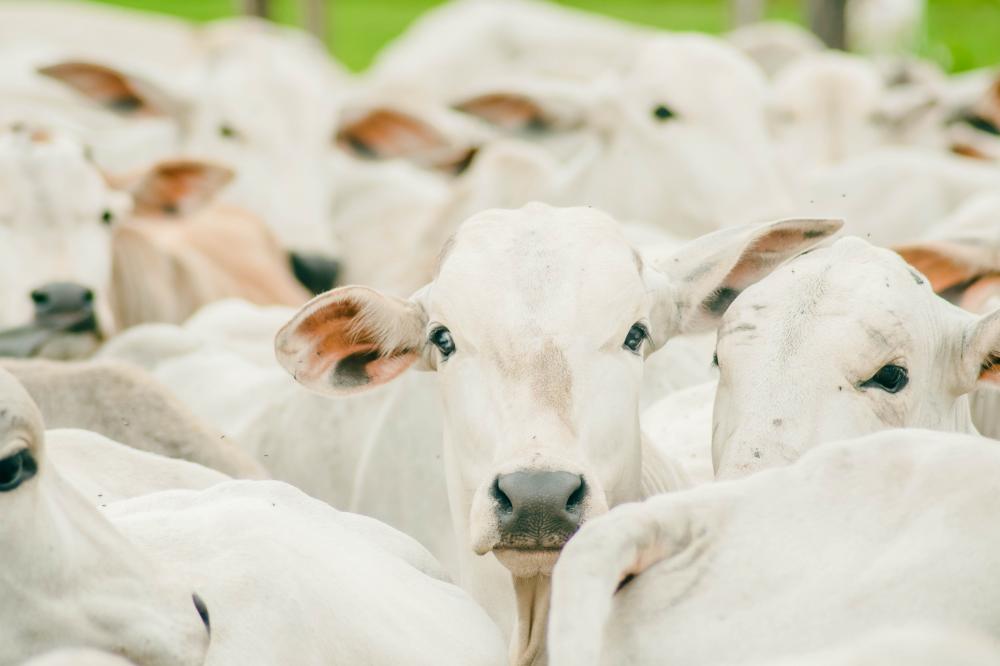 Primeira etapa de vacinação contra brucelose atinge 95,40% das bovídeas no Tocantins