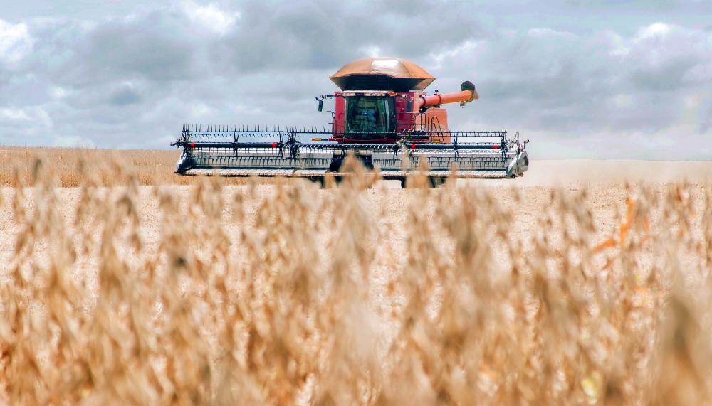Com defesa sanitária forte, Governo do Tocantins registra crescimento nas áreas do plantio de soja e do rebanho bovino