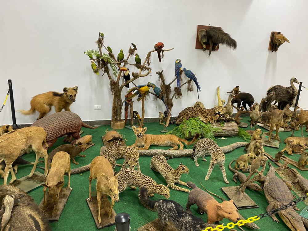 Visitação ao Museu de Zoologia e Taxidermia da Unitins é opção gratuita para programação de férias