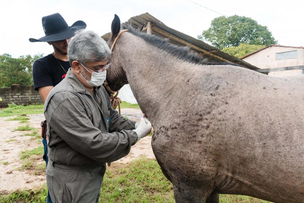 Adapec atualiza medidas sobre sanidade e trânsito de equídeos