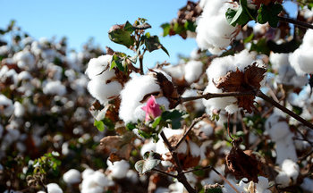 Janela de plantio de algodão no Tocantins abrirá dia 21 de novembro