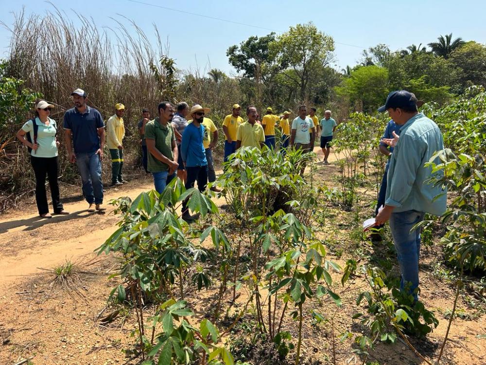 Ruraltins realiza dia de Campo sobre cultivo de mandioca de mesa irrigado, no município de Tocantínia