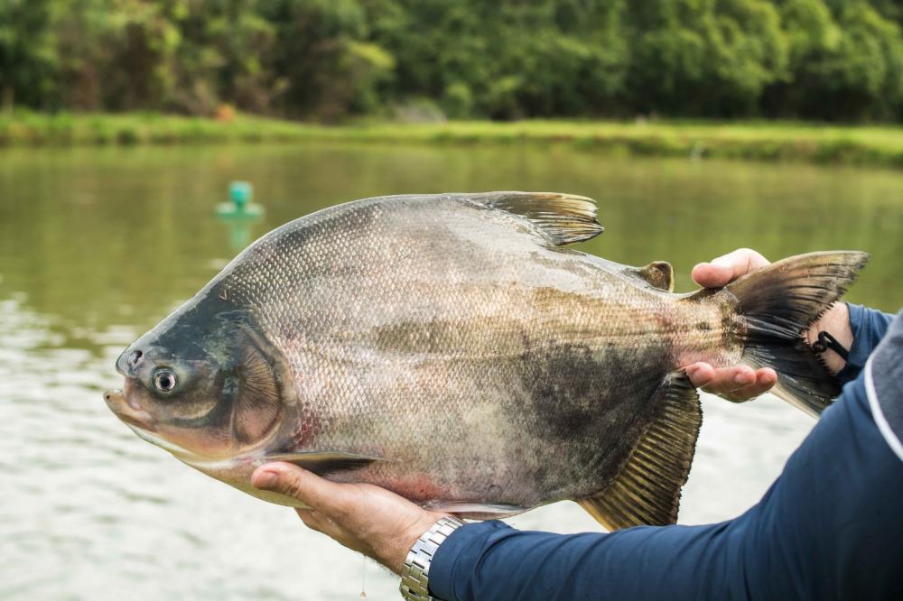 Adapec desburocratiza trânsito para animais aquáticos