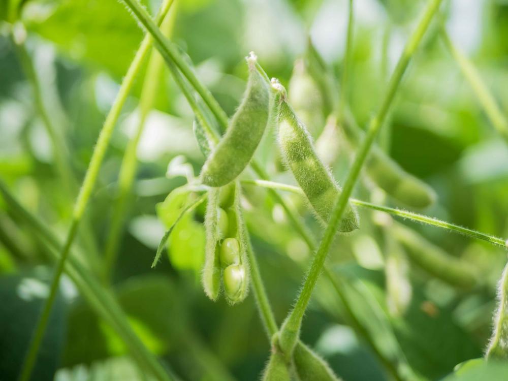 Plantio de soja está liberado no Tocantins a partir deste domingo, 1º de outubro
