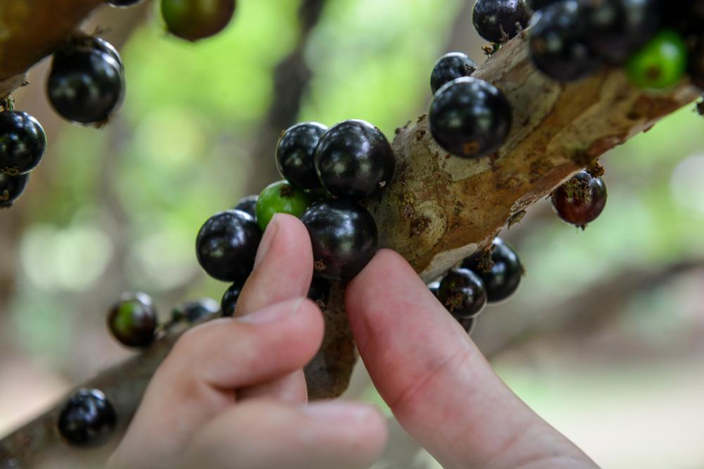 Visitação aos pomares de jabuticabeira em Taquaruçu começa neste sábado, dia 30