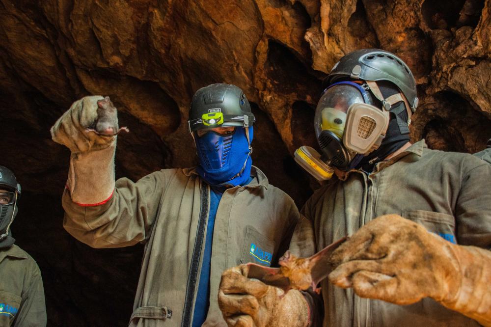 Adapec promove ações de prevenção e controle da raiva dos herbívoros em 16 municípios do Tocantins