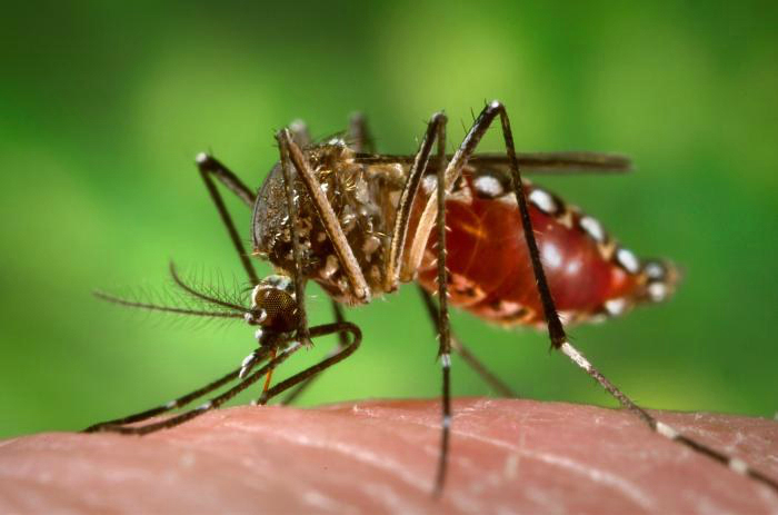 Dia Nacional de Combate à Dengue alerta para explosão de casos no Tocantins