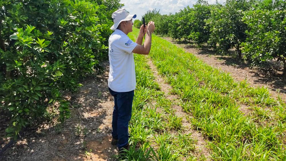 Adapec realiza 2° levantamento semestral de Pragas Quarentenárias da Citricultura no Tocantins