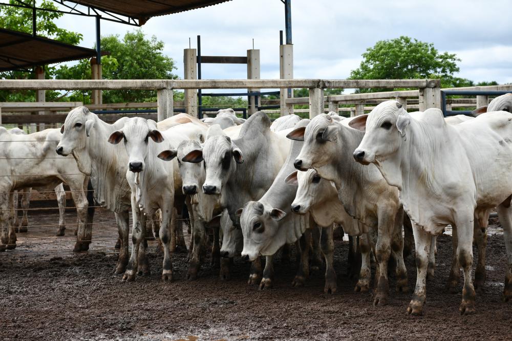Campanha de vacinação contra a febre aftosa é prorrogada até 17 de dezembro