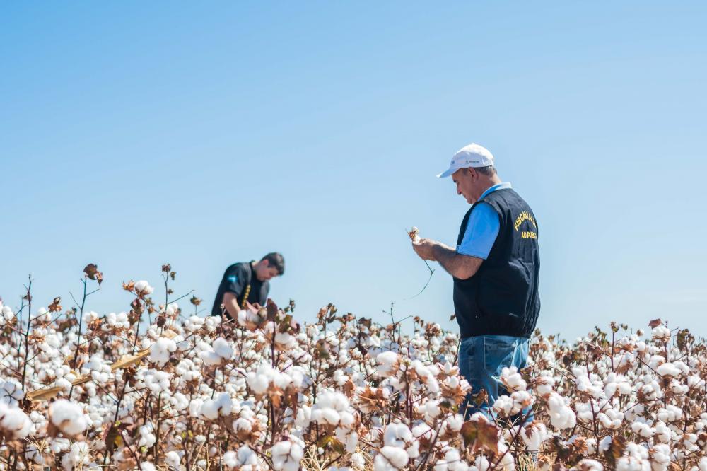 Plantio de algodão no Tocantins está autorizado a partir do dia 21 de novembro