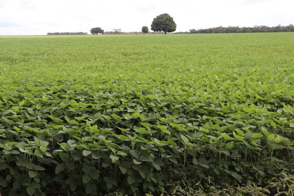 Potência do agro: Porto Nacional exporta US$ 579 milhões em 11 meses e já bate recorde do ano passado