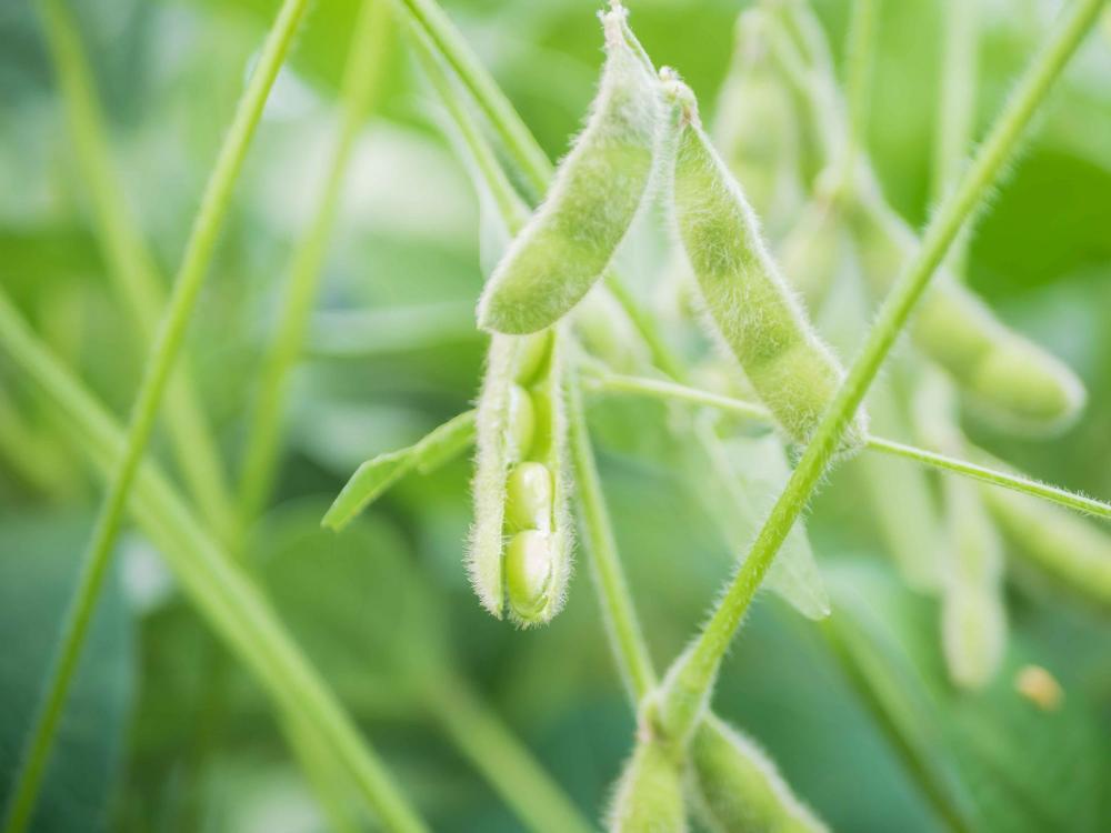 Sojicultores devem realizar o cadastro da área cultivada de soja até o dia 26 de janeiro na Adapec
