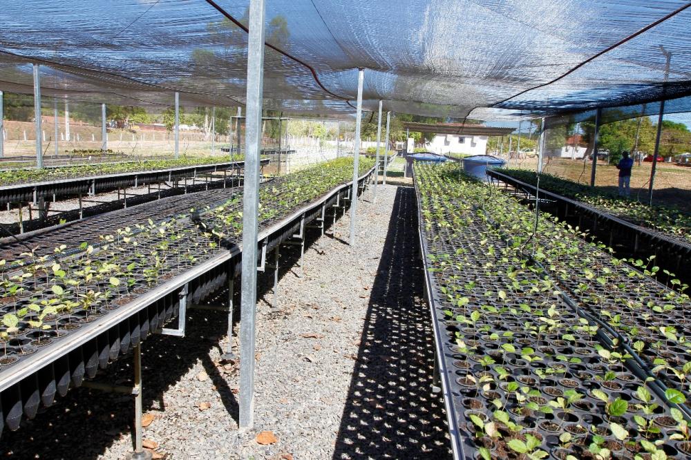Governo do Tocantins aumenta a produção de mudas para dois ciclos no Centro de Recuperação de Áreas Degradadas de Palmas em 2024