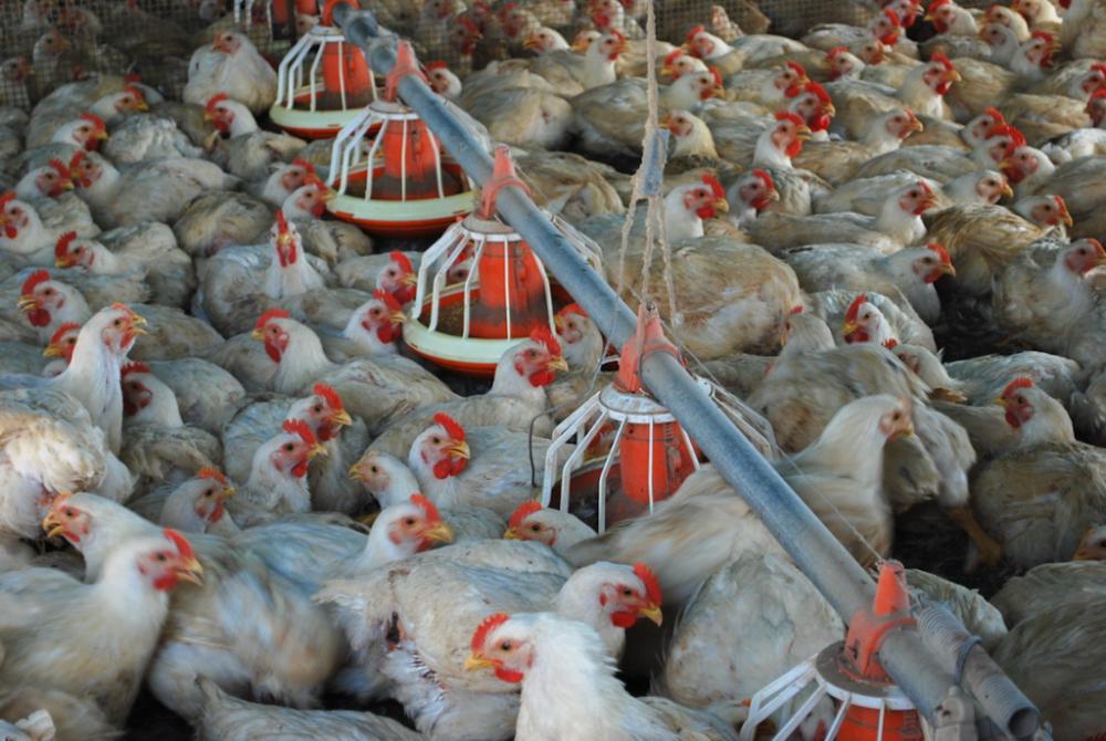 Governo do Tocantins inicia monitoramento para comprovar ausência da Influenza Aviária e Doença de Newcastle