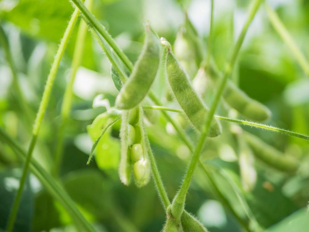 Adapec prorroga prazo para cadastro de área cultivada de soja até 5 de fevereiro