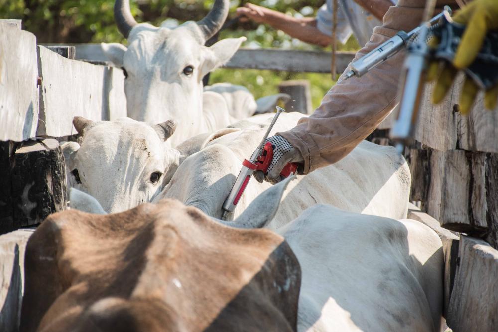 Adapec orienta os produtores rurais a vacinarem os rebanhos contra a raiva dos herbívoros 