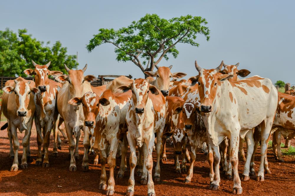 Começa em março, estudo Soroepidemiológicos para comprovação da ausência de circulação viral da febre aftosa no Tocantins