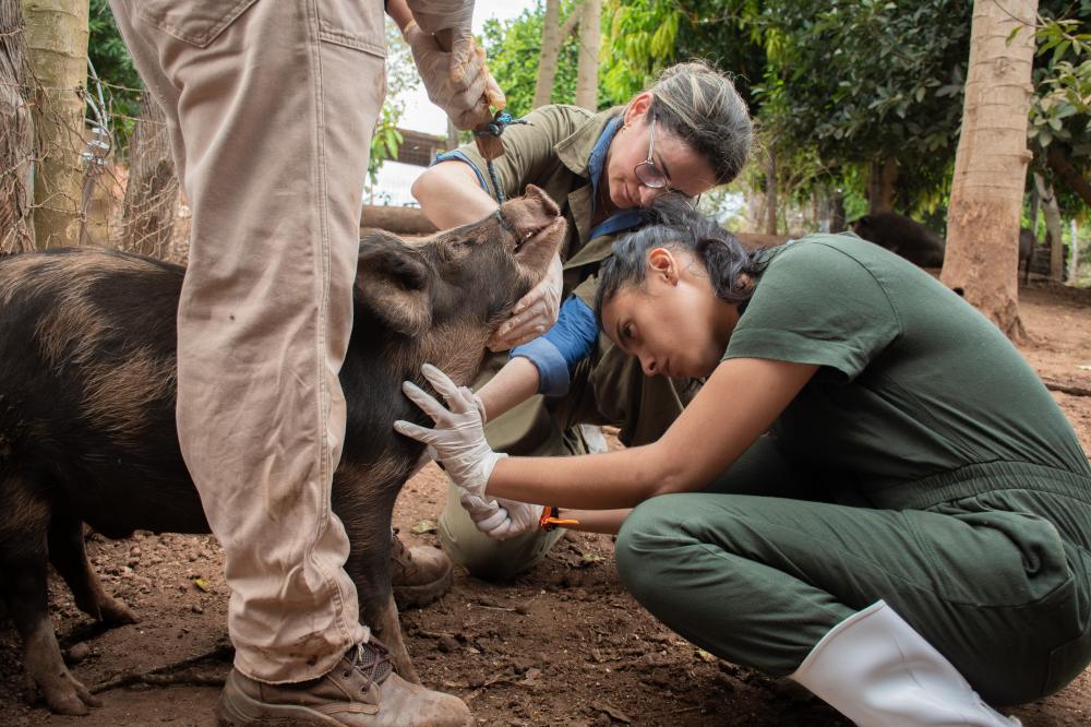 Tocantins inicia vigilância sorológica e clínica de suínos em mais de 200 propriedades rurais