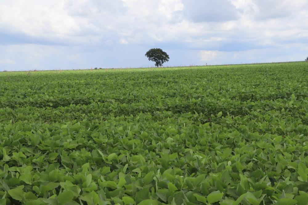 Exportações de Porto Nacional duplicam e alcançam R$ 218 milhões no primeiro bimestre