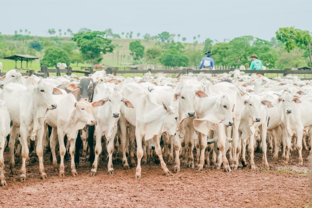 Campanha de vacinação contra a febre aftosa encerra neste sábado, 17