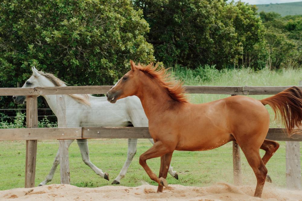 Adapec passa a exigir o cadastro obrigatório para cavalgada e tropeada no Tocantins