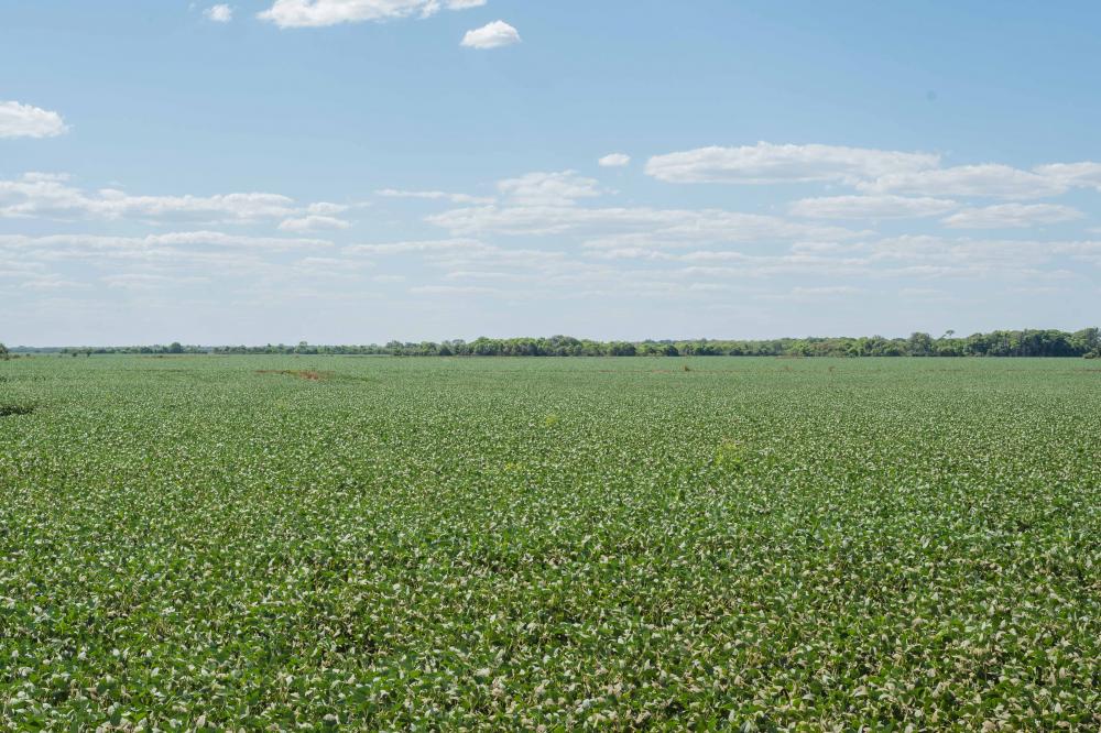 A partir do dia 20 de abril está aberta a janela de plantio de soja semente nas Planícies Tropicais