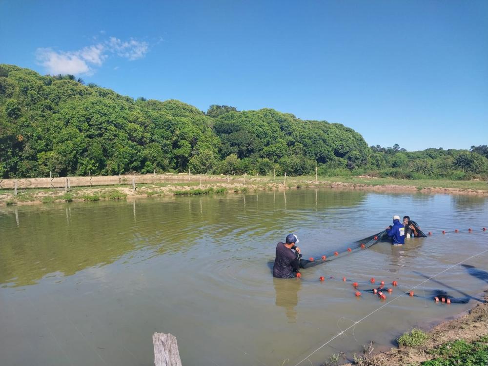 Adapec intensifica vigilâncias ativas em pisciculturas produtoras de formas jovens de peixes