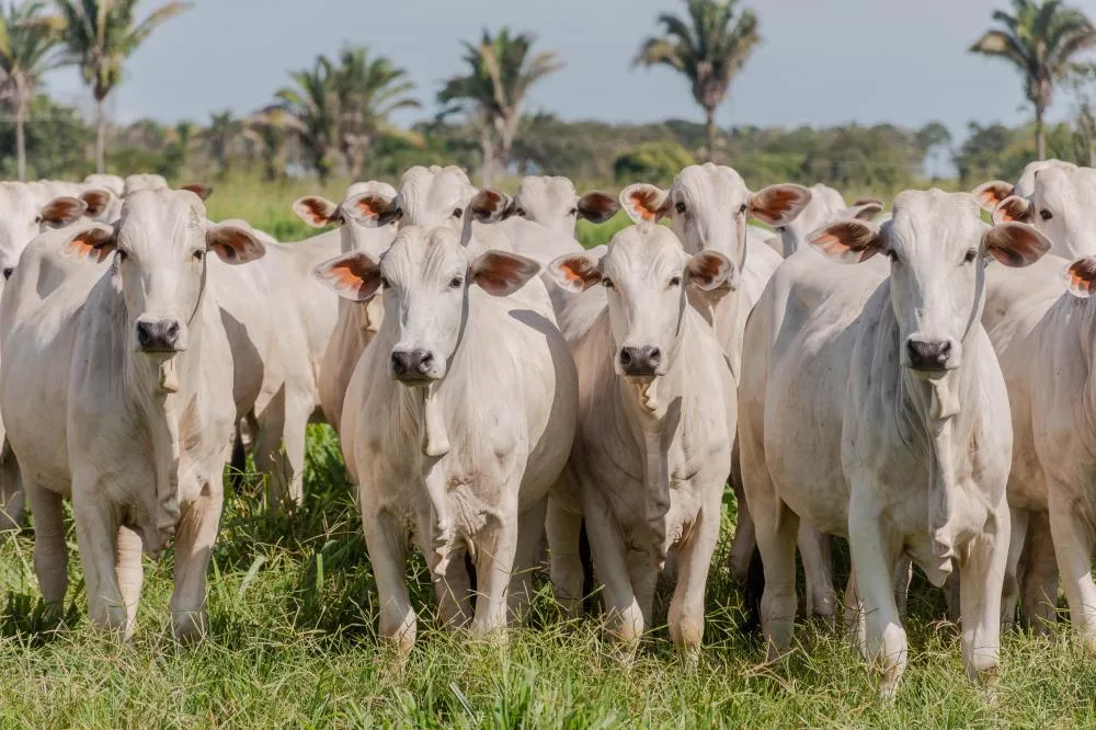 Tocantins conclui estudo e comprova ausência de circulação viral de febre aftosa