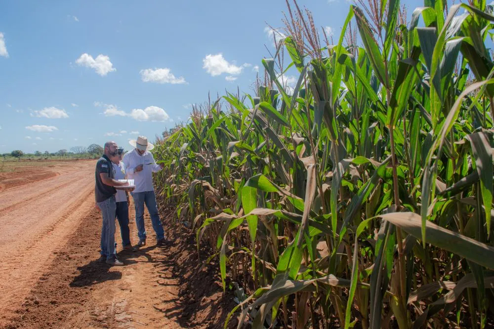 Adapec conclui monitoramento das doenças relacionadas ao complexo de enfezamento na cultura do milho no Tocantins