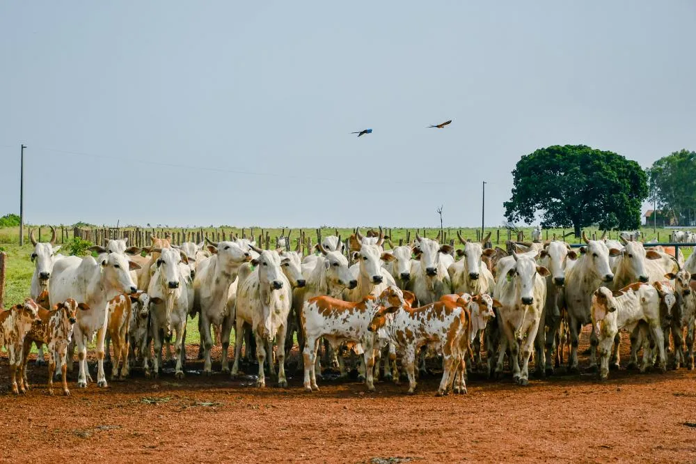 Governo do Tocantins prorroga para 10 de junho o prazo para declaração de informações pecuárias