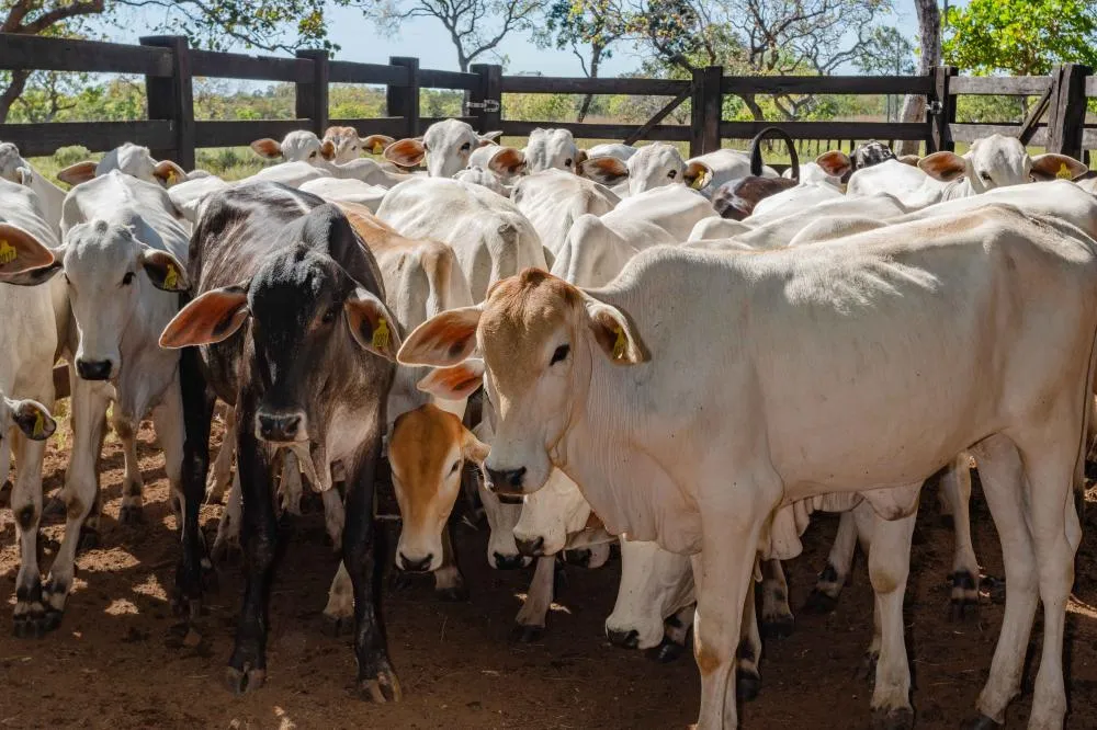 Campanha de vacinação contra brucelose para bezerras entre 3 e 8 meses de idade encerra dia 30 de junho