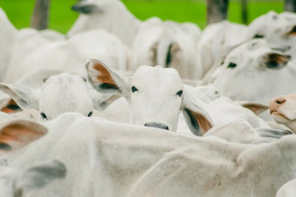 Governo do Tocantins comemora índice de cobertura vacinal contra a brucelose que atingiu 94% do rebanho de bovídeas